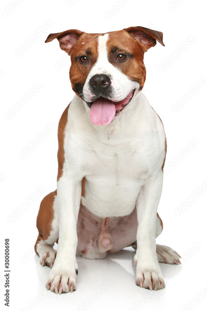 Staffordshire terrier sitting on a white background