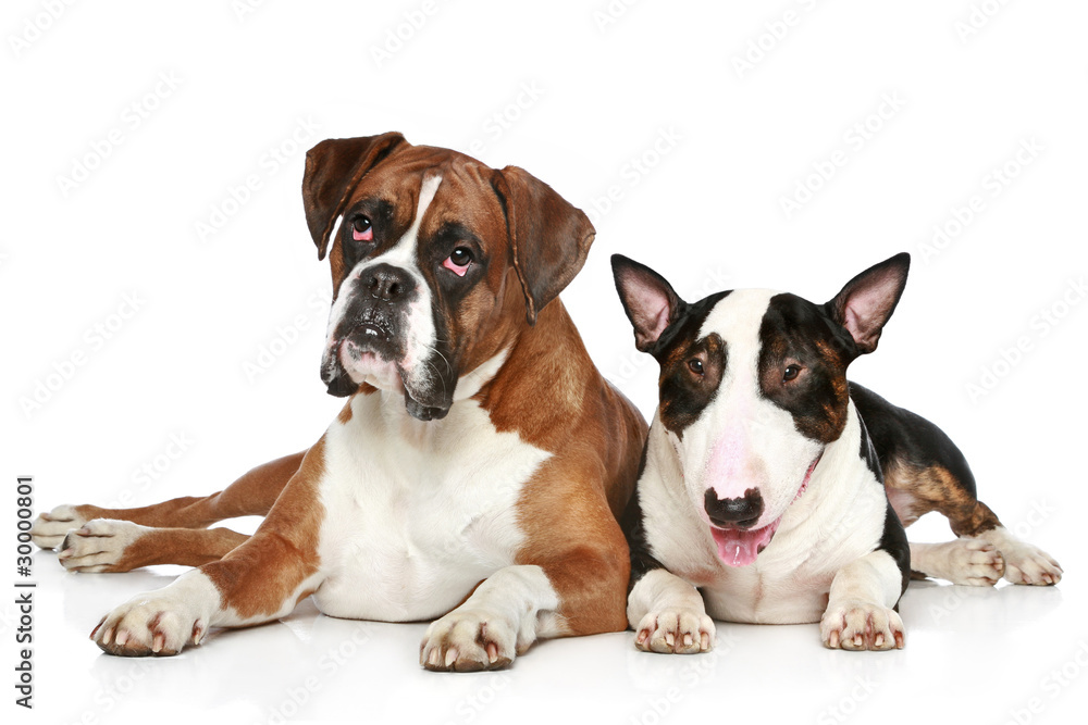 Boxer and Bull Terrier resting on a white background