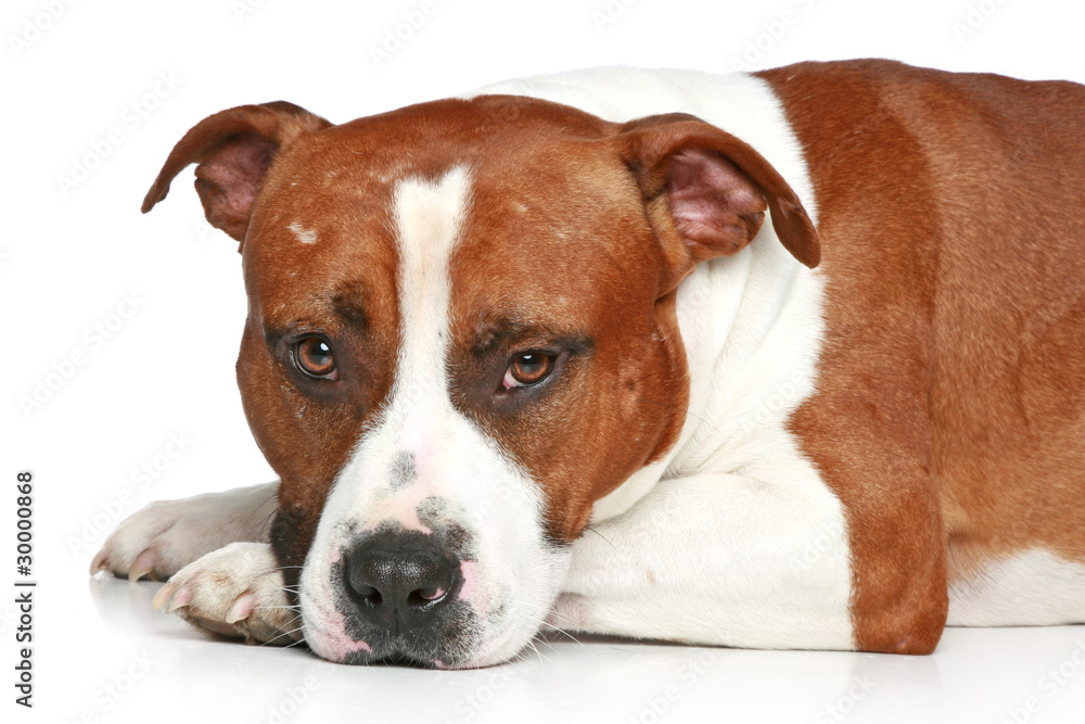 Sad Staffordshire terrier lying on a white background