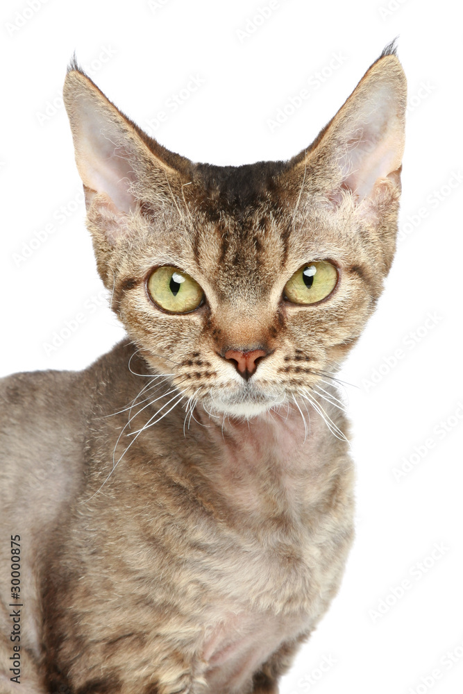 Devon Rex cat. Close-up portrait