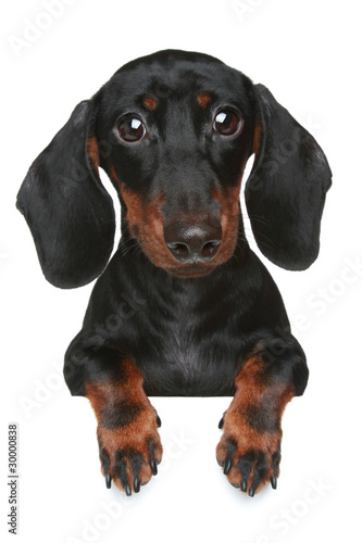 Fototapeta Naklejka Na Ścianę i Meble -  Mini dachshund. Close-up portrait