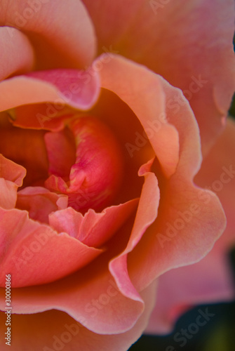 Pink Rose © crystalseye