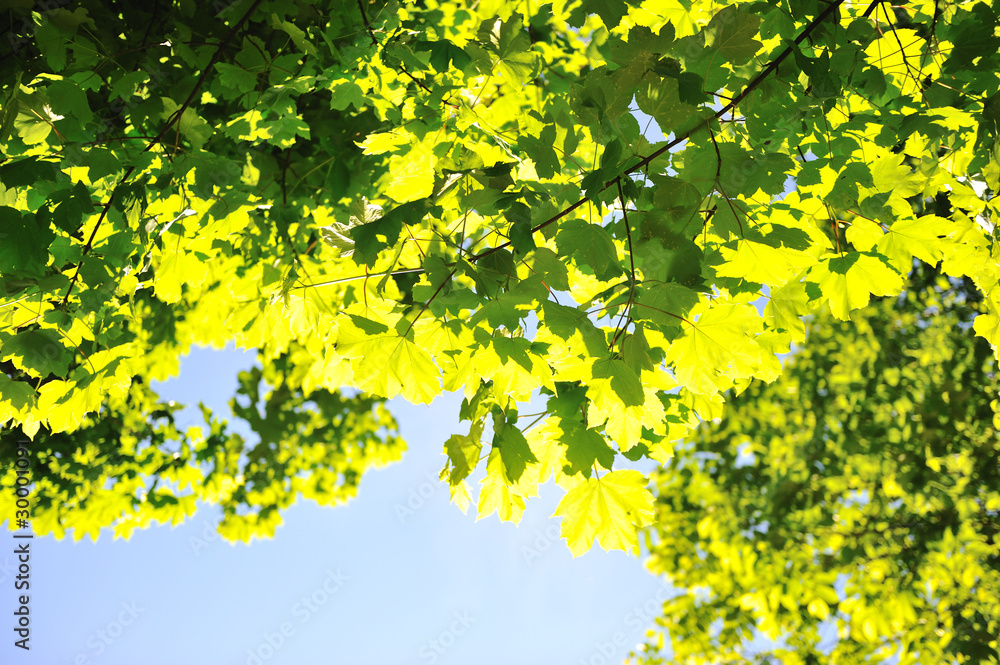 Foliage, tree background Foliage, tree background