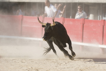 Poster Stierenvechten Raseteur tijdens course camarguaise  © Philophoto