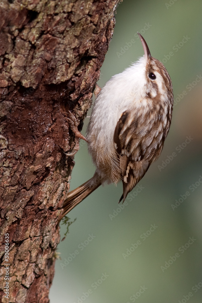 Fototapeta premium Waldbaumläufer