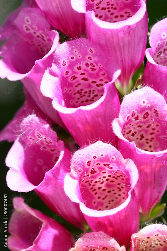 summer flower summer flower