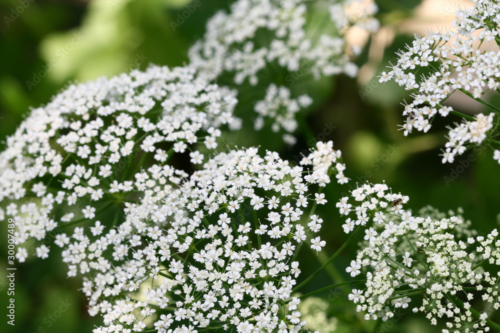 summer flower summer flower