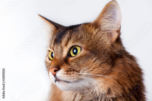 Fotografía Rudy somali cat portrait