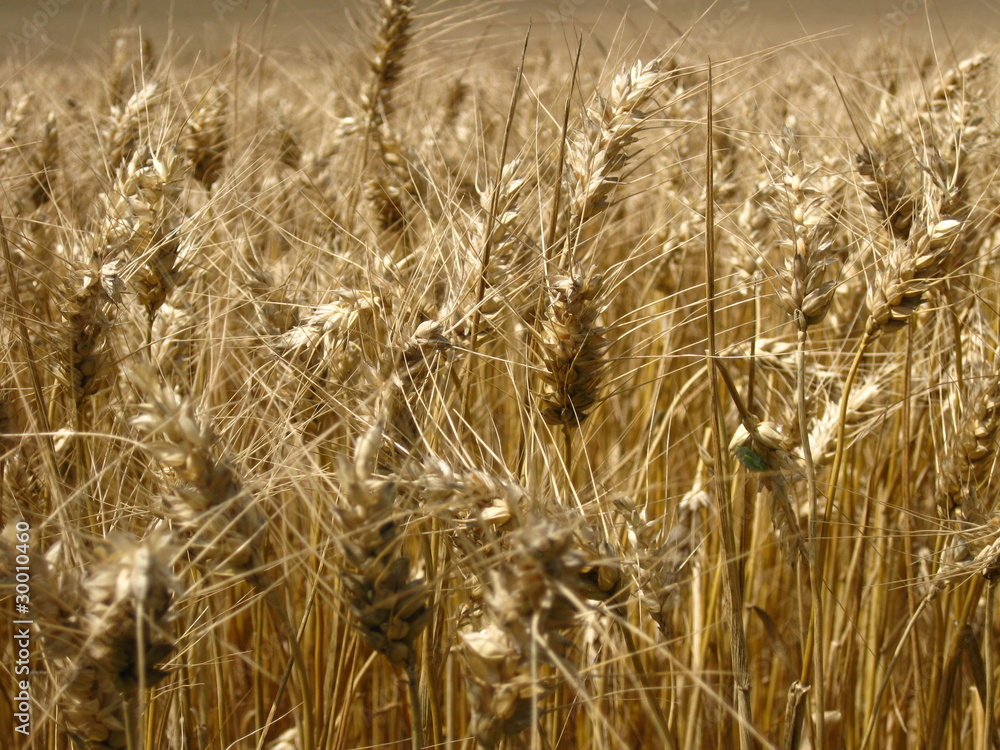 Fototapeta premium Getreide