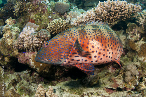 red sea rock Cod