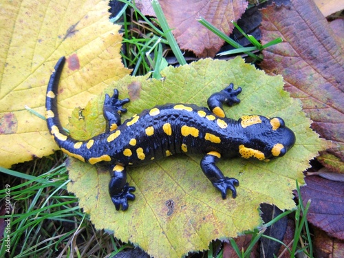 Salamander auf einem Blatt