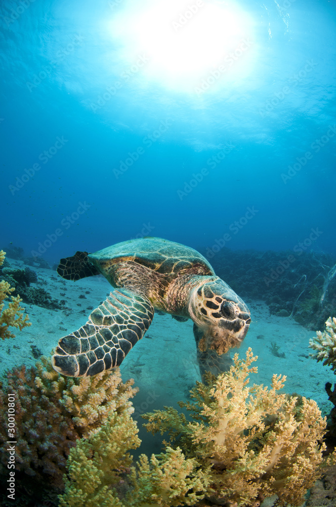 Obraz premium sea turtle