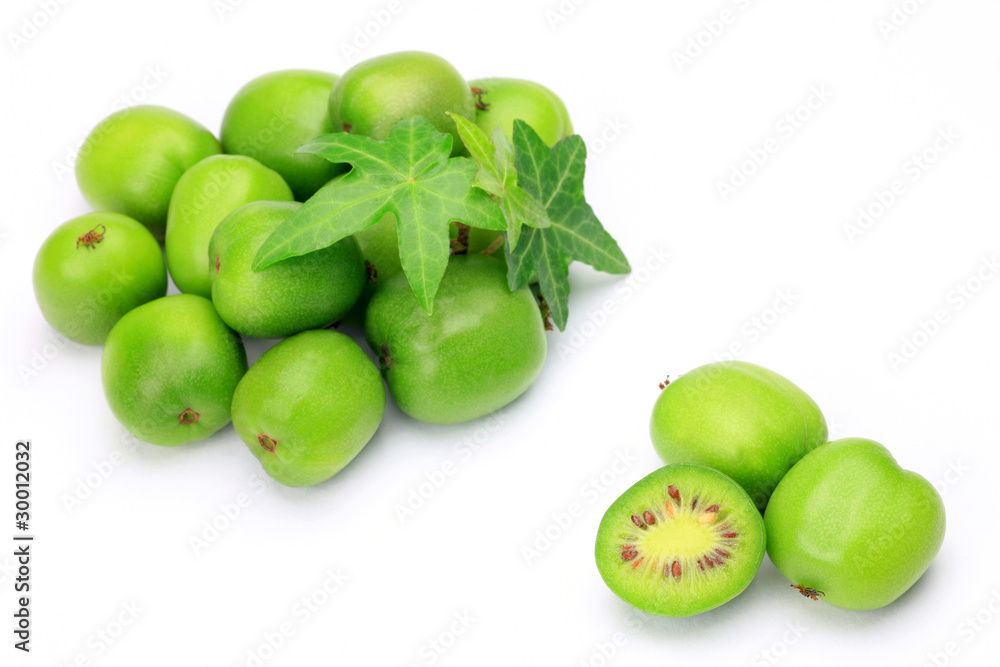 Obraz premium baby kiwi
