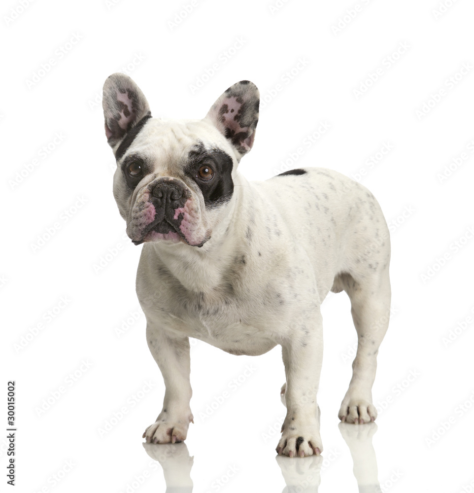 französische bulldogge französische bulldogge