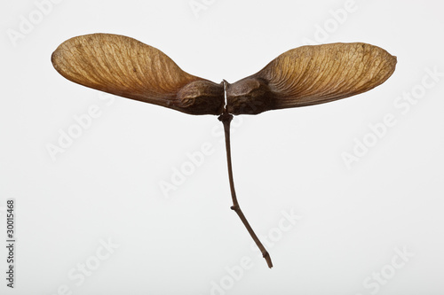 seed(maple)_01 photo