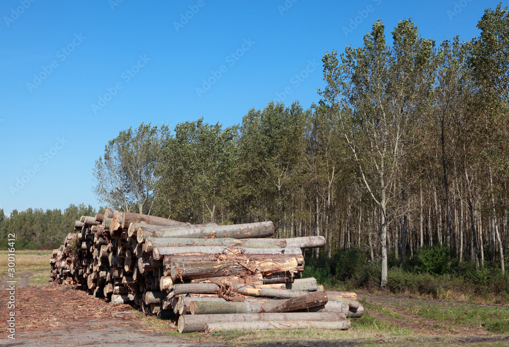 Lumber industry, heap of freshly sawed wood