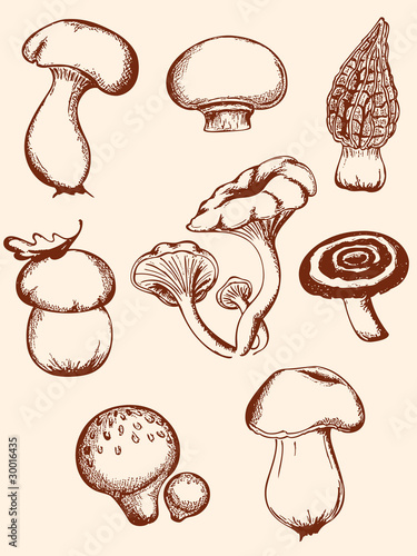 set of vintage forest mushrooms