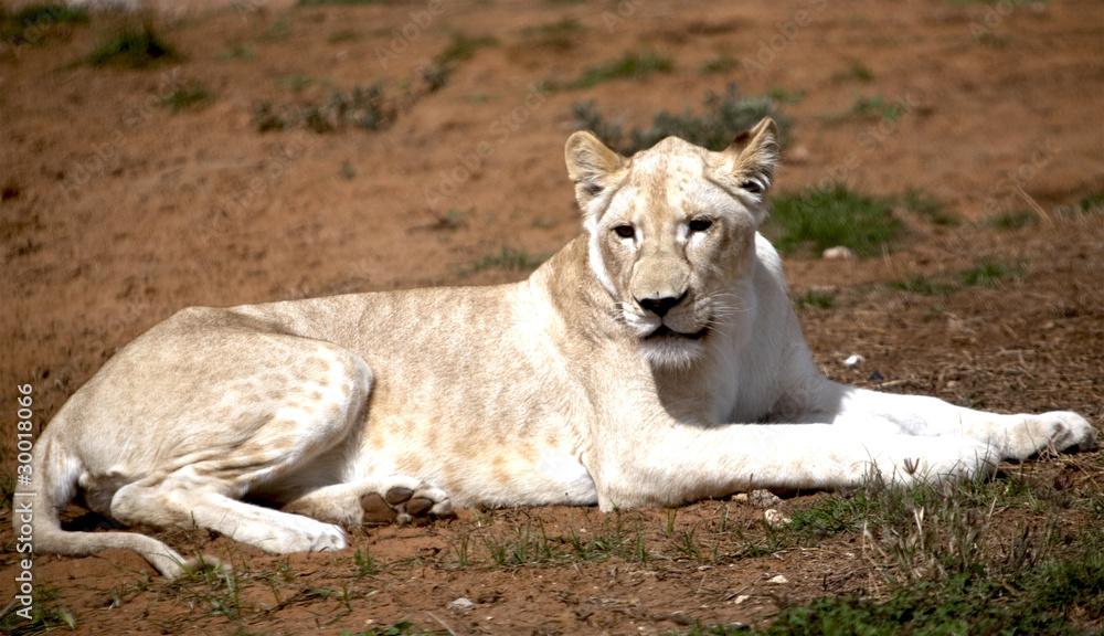 White lion