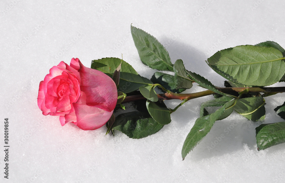 Роза в снегу