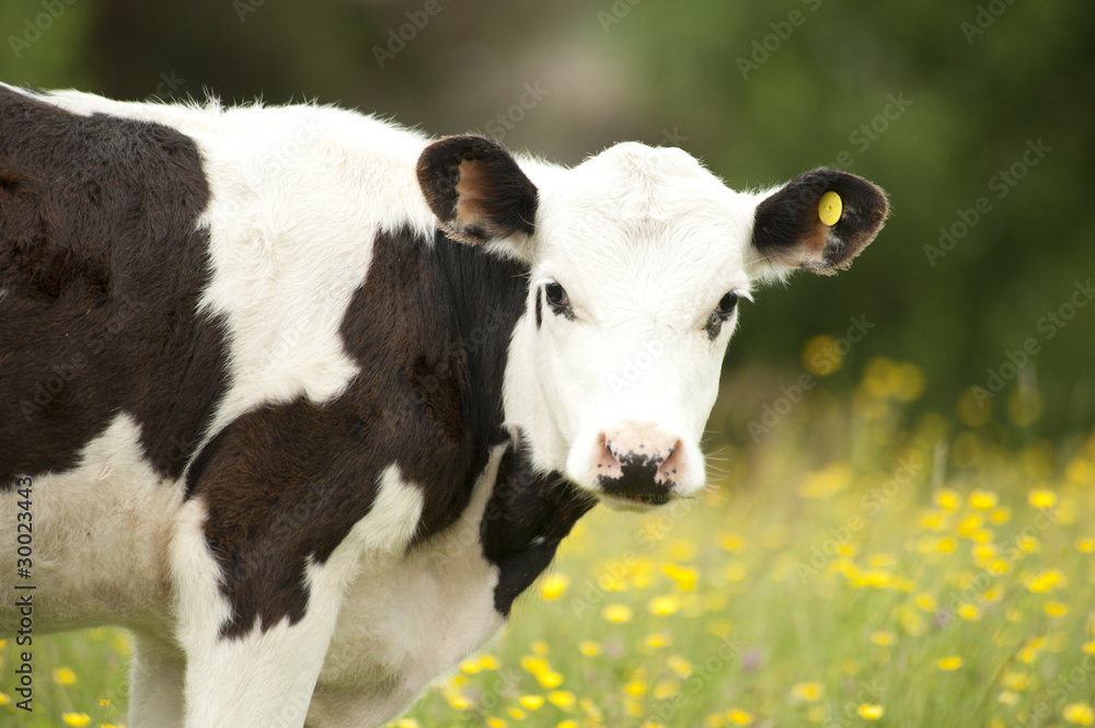portrait of cow looking at camera