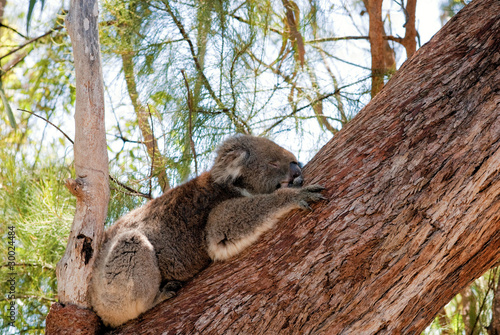 Fototapeta Naklejka Na Ścianę i Meble -  Koala Sleeping in a tree