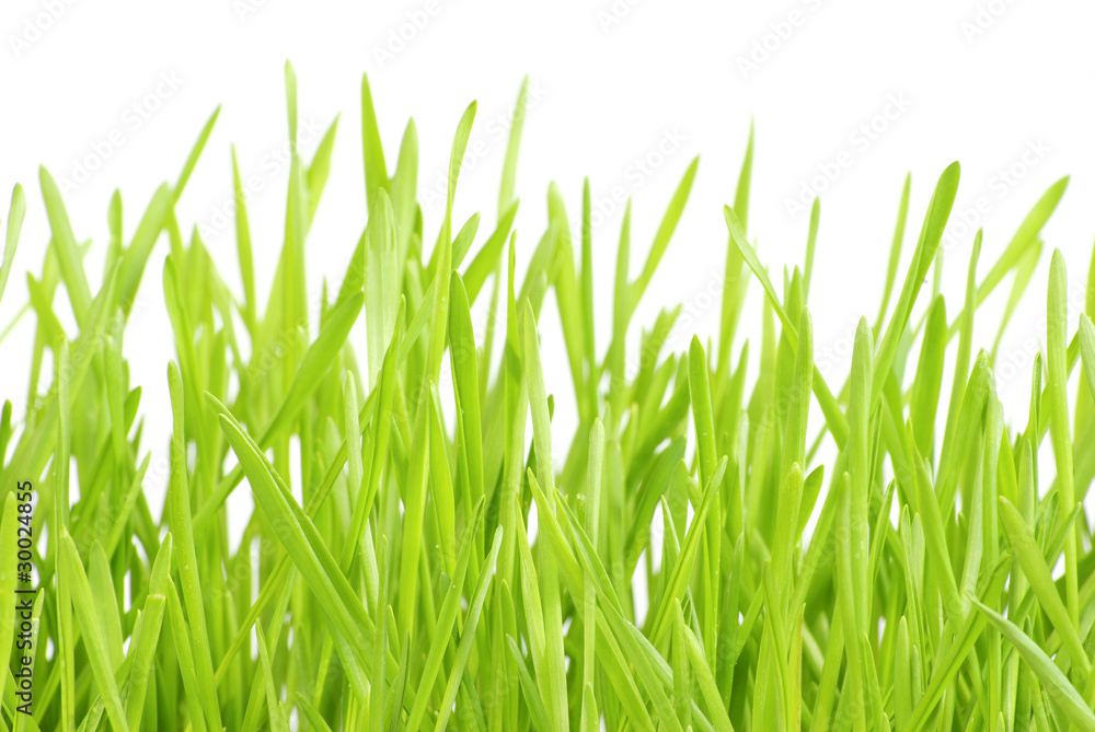Naklejka trawnik