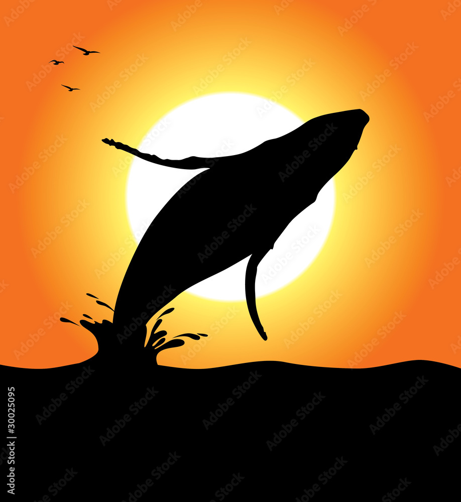 Obraz premium Humpback Whale Jumping