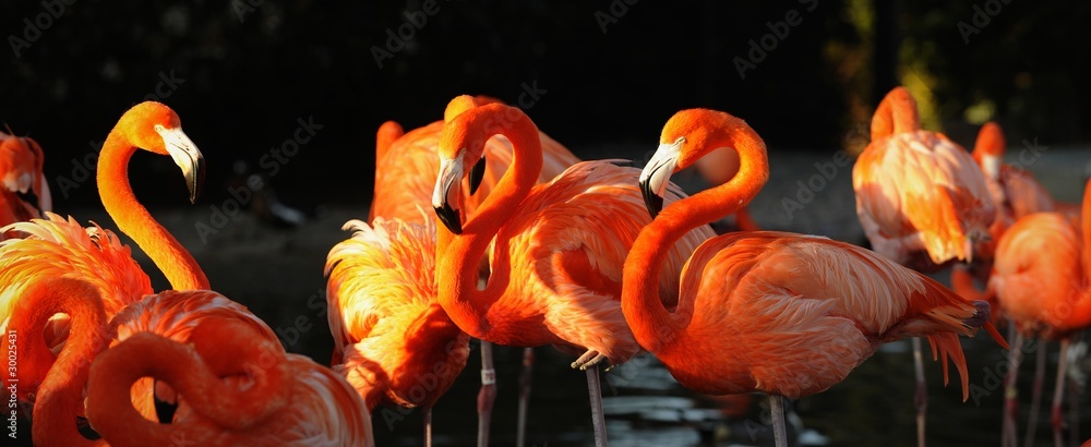 Obraz premium Flamingo na zachód słońca.
