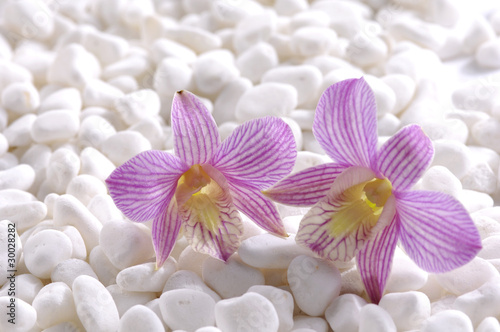 Beautiful Orchid laying on white stones