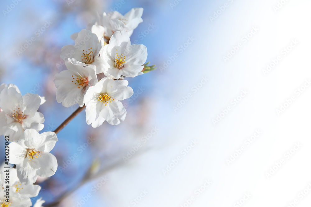 Sakura, branche de cerisier en fleur - Japan