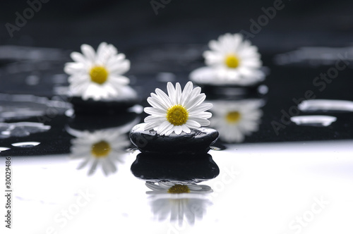 Set of stone and spring white flower with water drops