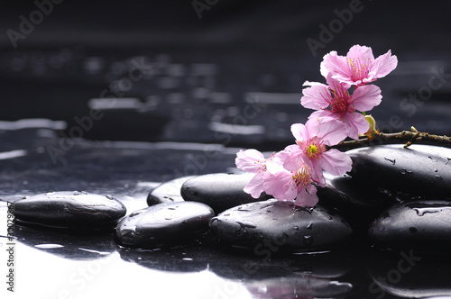 Still life with Pink cherry blossom