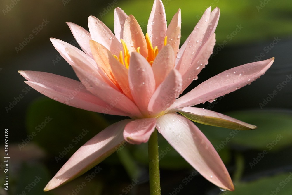 Fototapeta premium Pink waterlilywith drops after rain close up
