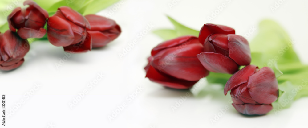 blumen blumen