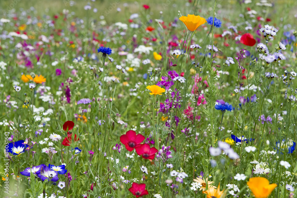 Sommerwiese 6 Sommerwiese 6