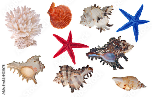 isolated sea invertebrates collection