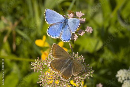 Female and male adonis blue(Polyommatus bellargus)