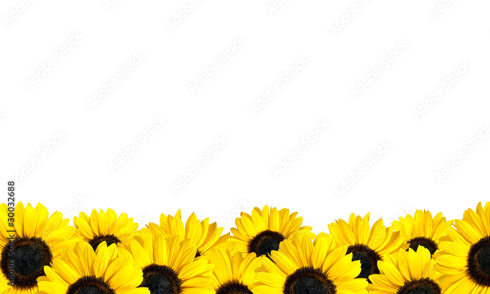 Fototapeta premium Row of Perfect Fresh Sunflowers Isolated on White