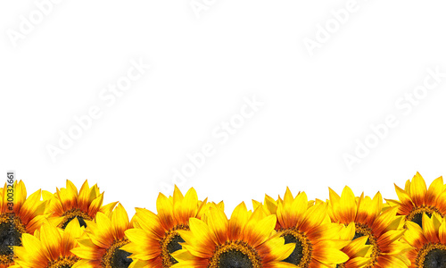 Fototapeta Naklejka Na Ścianę i Meble -  Row of Beatiful Sunflowers Isolated on White