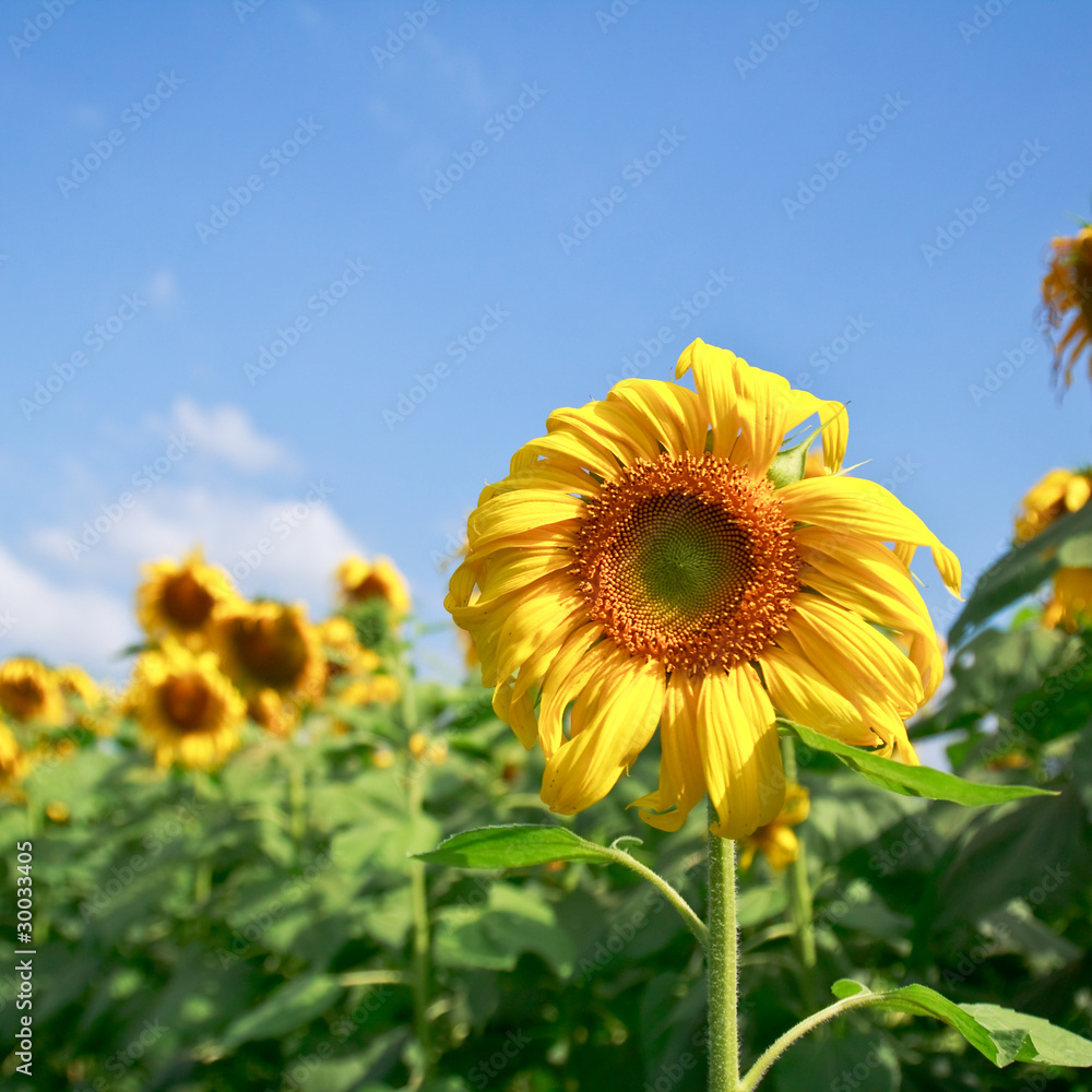 Obraz premium sunflower