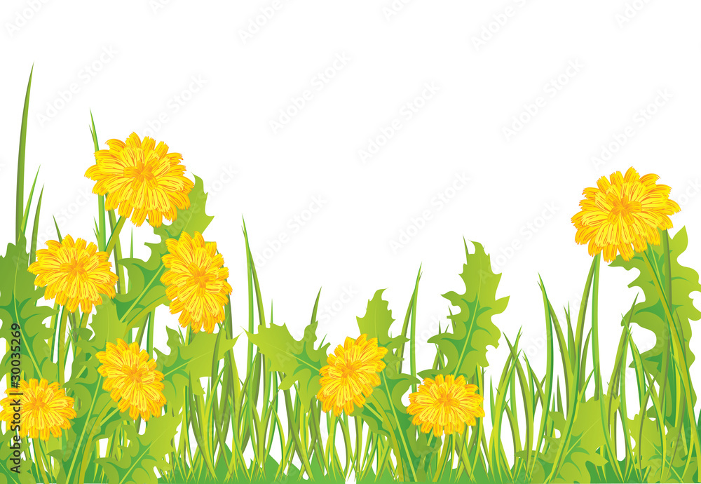 Fototapeta premium Dandelions in grass, isolated on white