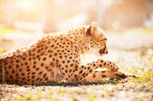 Cheetah resting on the dry grass in sunny day