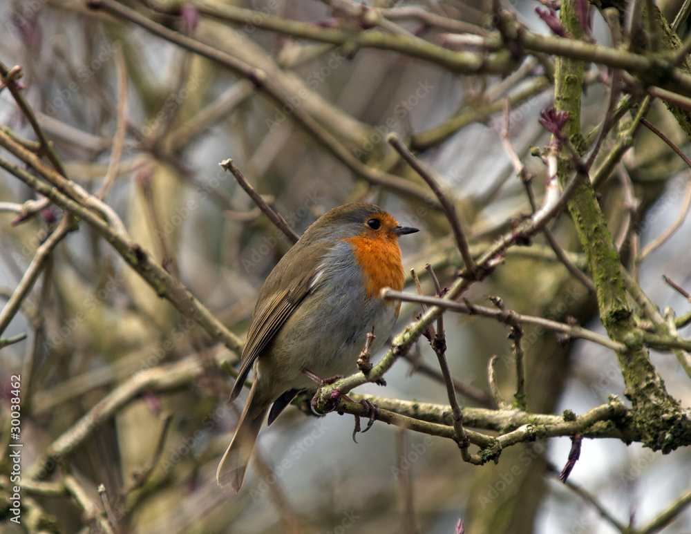 Robin Robin
