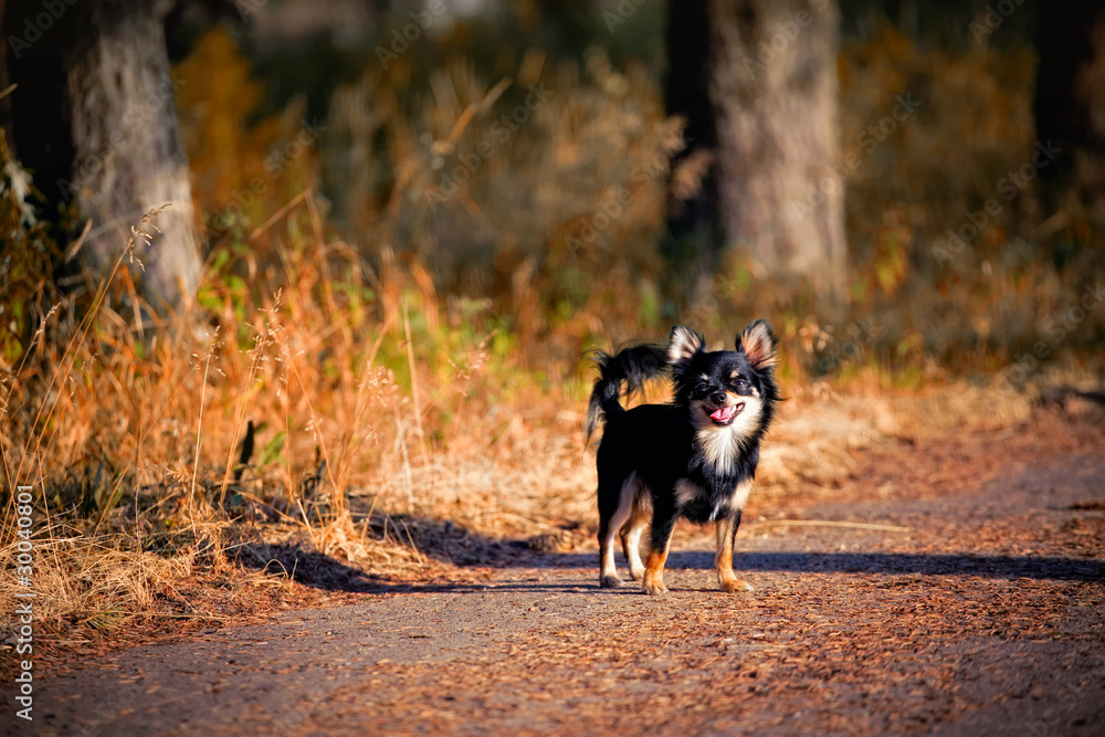 Long-hair Chihuahua dog outdoor portrait Long-hair Chihuahua dog outdoor portrait