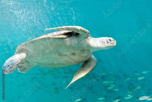 Happy sea turtles