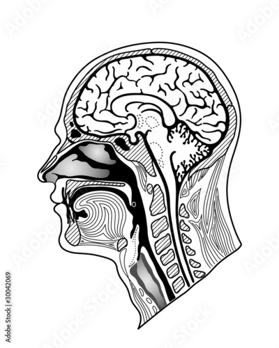 Human head