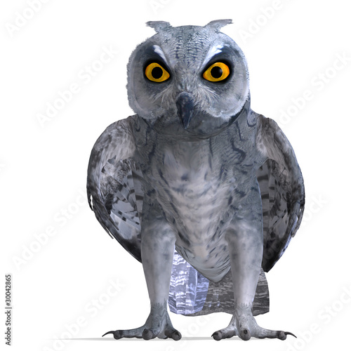 Scops Owl Bird. 3D rendering with clipping path and shadow over