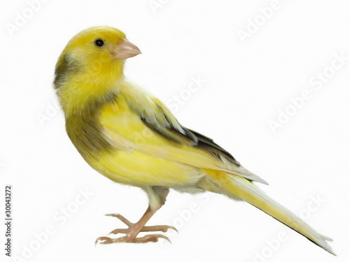 Yellow canary Serinus canaria on a white background photo