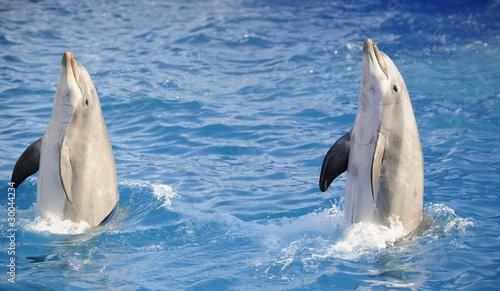 Bottlenose dolphins.