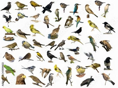 Set of 54 different photographs of birds isolated
